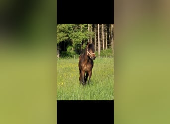 Andalou Croisé, Hongre, 2 Ans, 156 cm, Bai