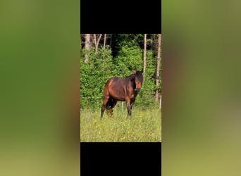 Andalou Croisé, Hongre, 2 Ans, 156 cm, Bai