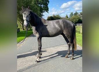 Andalou, Hongre, 2 Ans, 157 cm, Gris noir