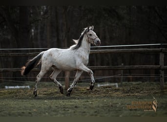 Andalou Croisé, Hongre, 2 Ans, 159 cm, Léopard