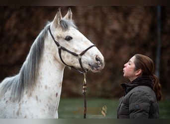 Andalou Croisé, Hongre, 2 Ans, 159 cm, Léopard