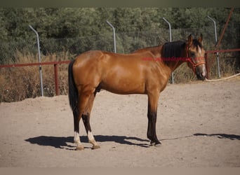 Andalou, Hongre, 2 Ans, Isabelle