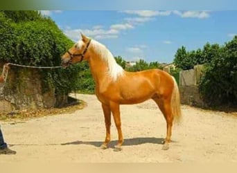 Andalou, Hongre, 2 Ans, Palomino