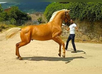 Andalou, Hongre, 2 Ans, Palomino