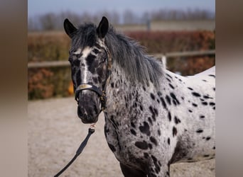 Andalou, Hongre, 3 Ans, 144 cm, Léopard