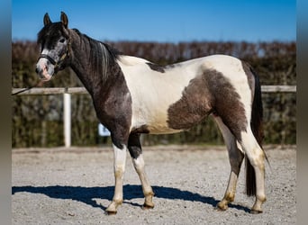 Andalou, Hongre, 3 Ans, 146 cm, Pinto