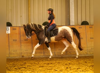 Andalou, Hongre, 3 Ans, 146 cm, Pinto