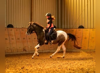 Andalou, Hongre, 3 Ans, 146 cm, Pinto