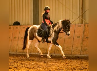 Andalou, Hongre, 3 Ans, 146 cm, Pinto