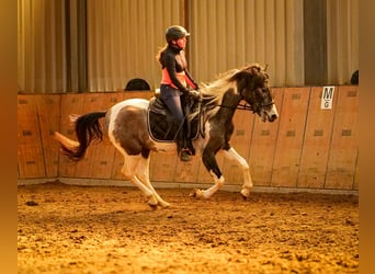 Andalou, Hongre, 3 Ans, 146 cm, Pinto