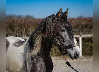 Andalou, Hongre, 3 Ans, 146 cm, Pinto