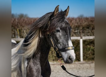 Andalou, Hongre, 3 Ans, 146 cm, Pinto