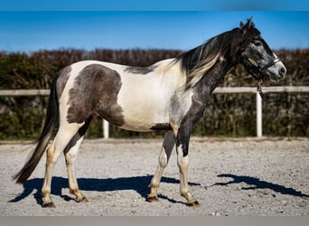 Andalou, Hongre, 3 Ans, 146 cm, Pinto