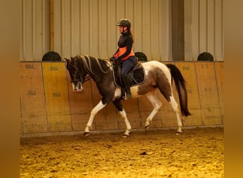 Andalou, Hongre, 3 Ans, 146 cm, Pinto