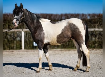 Andalou, Hongre, 3 Ans, 146 cm, Pinto