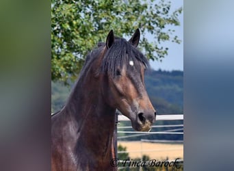 Andalou, Hongre, 3 Ans, 148 cm, Bai brun foncé