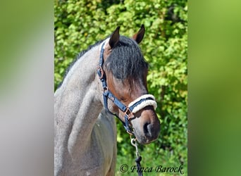 Andalou, Hongre, 3 Ans, 148 cm, Roan-Bay