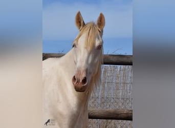 Andalou, Hongre, 3 Ans, 150 cm, Cremello