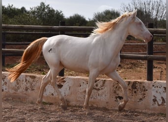 Andalou, Hongre, 3 Ans, 150 cm, Cremello