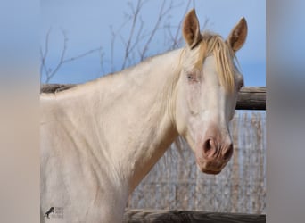 Andalou, Hongre, 3 Ans, 150 cm, Cremello