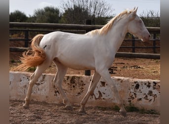 Andalou, Hongre, 3 Ans, 150 cm, Cremello