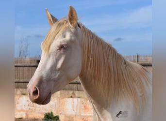 Andalou, Hongre, 3 Ans, 150 cm, Cremello