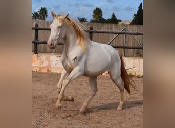 Andalou, Hongre, 3 Ans, 150 cm, Cremello