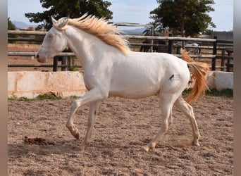 Andalou, Hongre, 3 Ans, 150 cm, Cremello