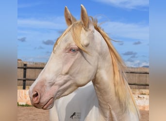 Andalou, Hongre, 3 Ans, 150 cm, Cremello