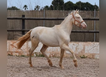 Andalou, Hongre, 3 Ans, 150 cm, Cremello