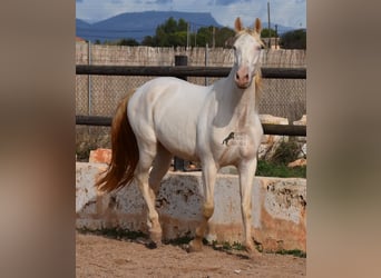 Andalou, Hongre, 3 Ans, 150 cm, Cremello