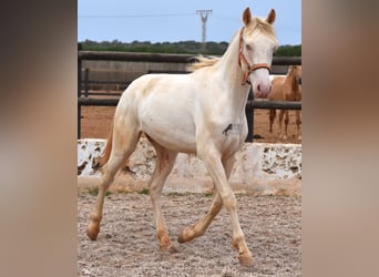 Andalou, Hongre, 3 Ans, 150 cm, Cremello