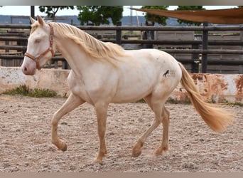 Andalou, Hongre, 3 Ans, 150 cm, Cremello