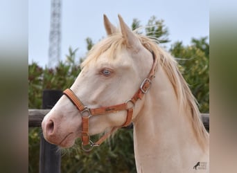Andalou, Hongre, 3 Ans, 150 cm, Cremello
