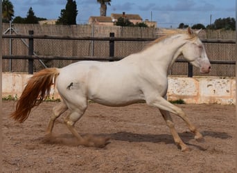 Andalou, Hongre, 3 Ans, 150 cm, Cremello
