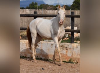 Andalou, Hongre, 3 Ans, 150 cm, Cremello