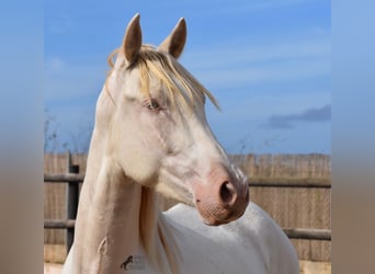Andalou, Hongre, 3 Ans, 150 cm, Cremello