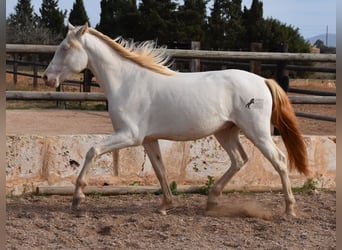 Andalou, Hongre, 3 Ans, 150 cm, Cremello