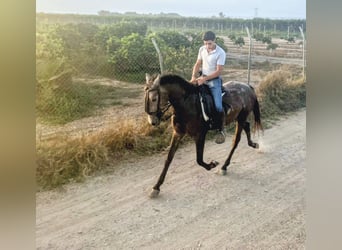 Andalou, Hongre, 3 Ans, 150 cm, Gris (bai-dun)