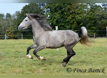 Andalou, Hongre, 3 Ans, 150 cm, Gris