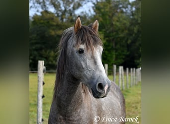 Andalou, Hongre, 3 Ans, 150 cm, Gris