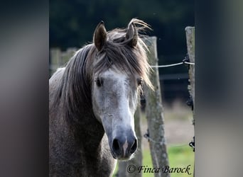 Andalou, Hongre, 3 Ans, 150 cm, Gris