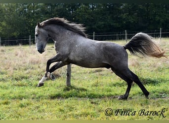 Andalou, Hongre, 3 Ans, 150 cm, Gris