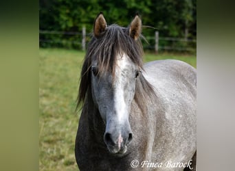 Andalou, Hongre, 3 Ans, 150 cm, Gris