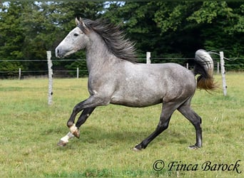 Andalou, Hongre, 3 Ans, 150 cm, Gris