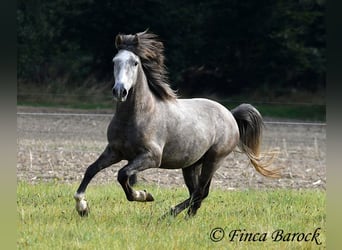 Andalou, Hongre, 3 Ans, 150 cm, Gris