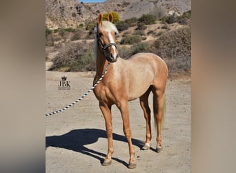 Andalou, Hongre, 3 Ans, 150 cm, Palomino