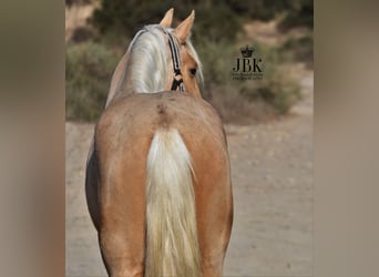 Andalou, Hongre, 3 Ans, 150 cm, Palomino