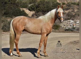 Andalou, Hongre, 3 Ans, 150 cm, Palomino