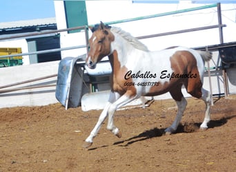 Andalou, Hongre, 3 Ans, 150 cm, Pinto